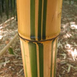 Bambú Phyllostachys vivax aureo.